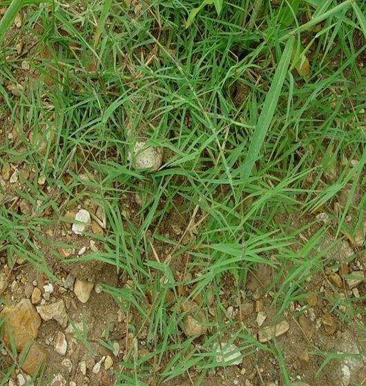 Karuka-Cynodon dactylon